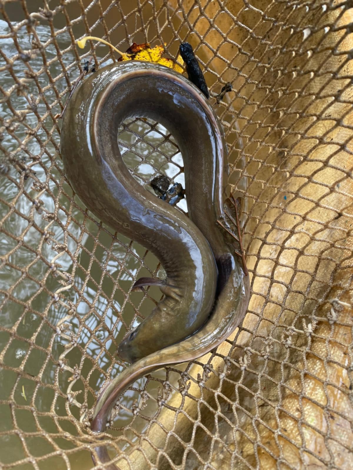 Výlov tůň č.4 (25.10.2025)