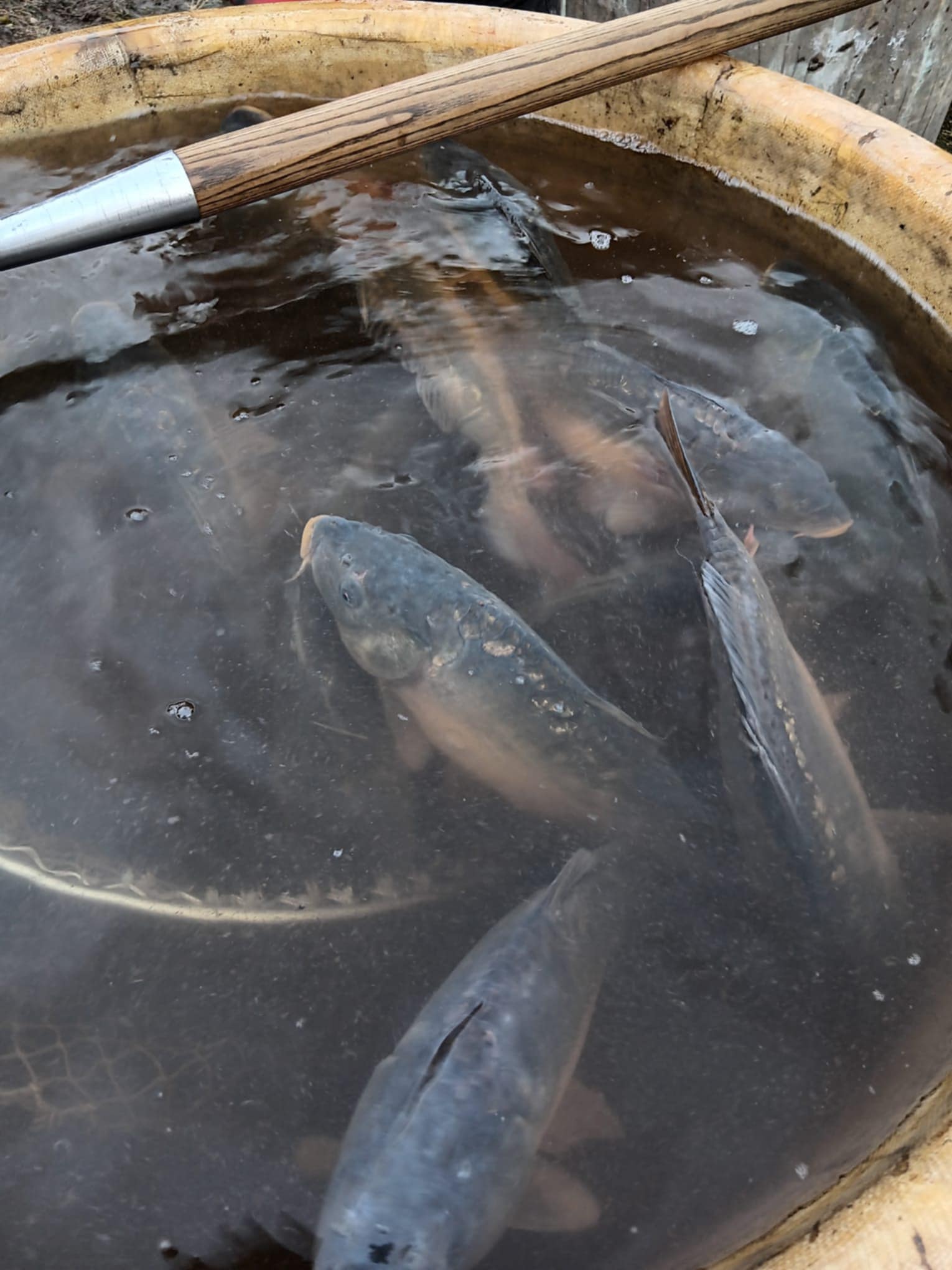 Výlov tůň č.4 (25.10.2025)